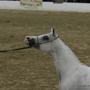 2009 Egyptian Event - Championships