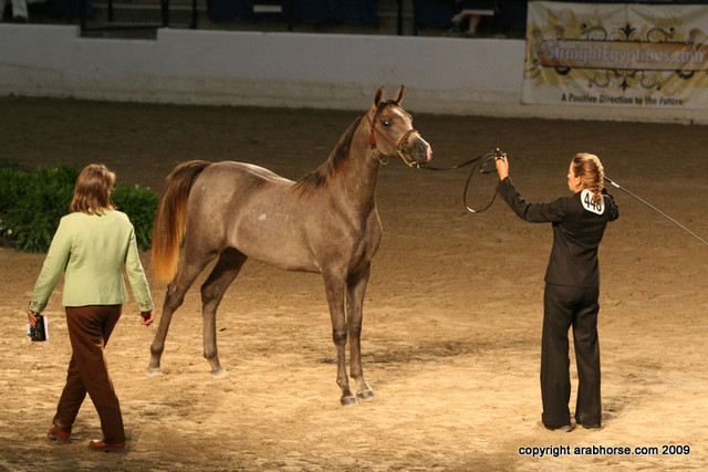2009 Egyptian Event - Championships