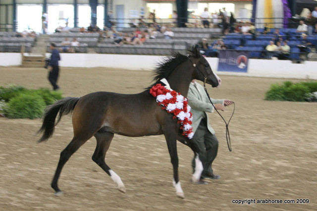 2009 Egyptian Event - Championships