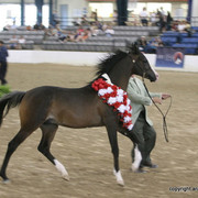 2009 Egyptian Event - Championships