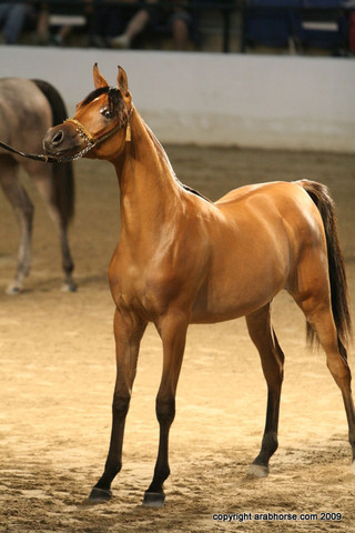 2009 Egyptian Event - Championships