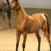 2009 Egyptian Event - Championships