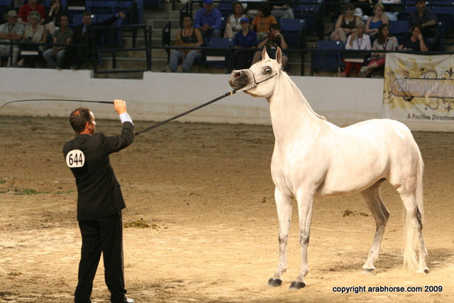 2009 Egyptian Event - Championships