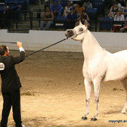 2009 Egyptian Event - Championships