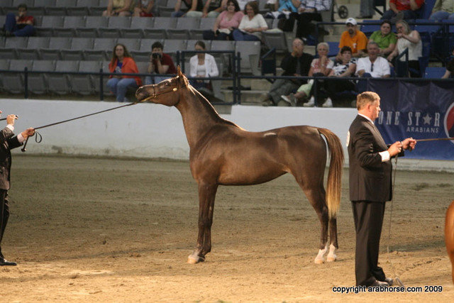 2009 Egyptian Event - Championships