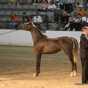 2009 Egyptian Event - Championships