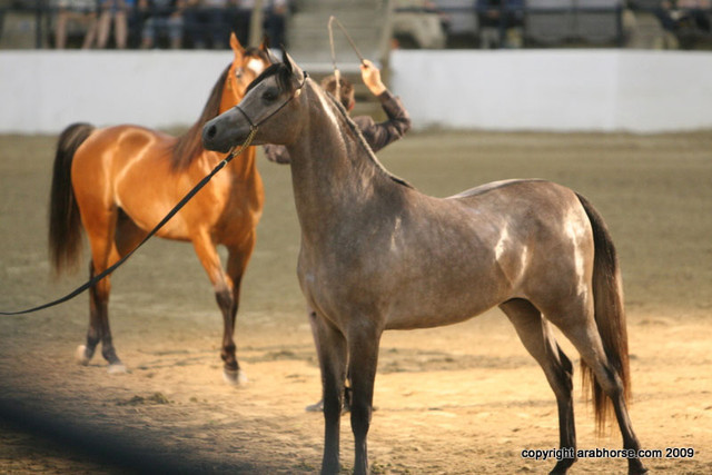 2009 Egyptian Event - Championships