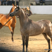 2009 Egyptian Event - Championships