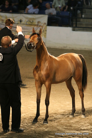 2009 Egyptian Event - Championships
