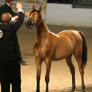 2009 Egyptian Event - Championships