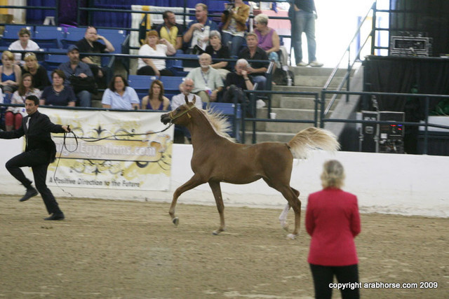 2009 Egyptian Event - Championships