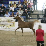 2009 Egyptian Event - Championships