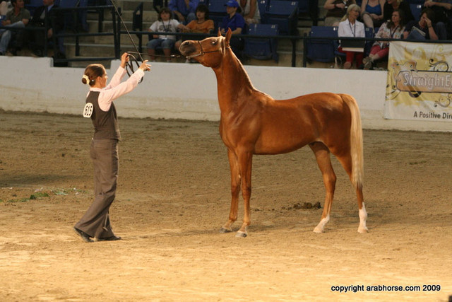 2009 Egyptian Event - Championships
