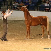 2009 Egyptian Event - Championships