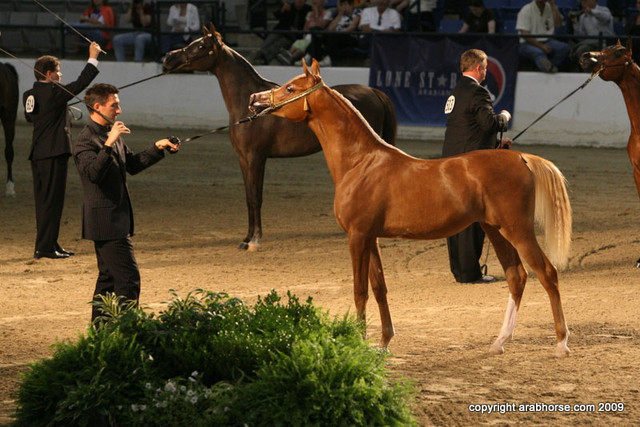 2009 Egyptian Event - Championships