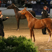 2009 Egyptian Event - Championships