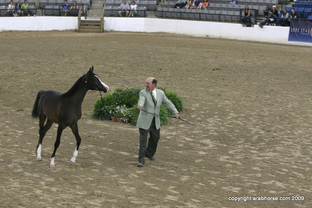 2009 Egyptian Event - Championships