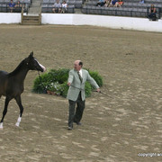 2009 Egyptian Event - Championships
