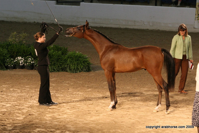 2009 Egyptian Event - Championships