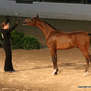 2009 Egyptian Event - Championships