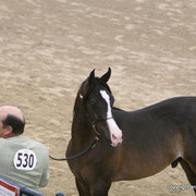 2009 Egyptian Event - Championships