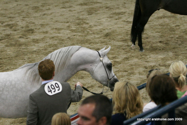 2009 Egyptian Event - Championships