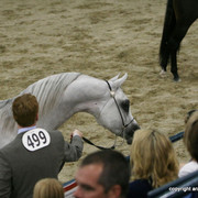 2009 Egyptian Event - Championships