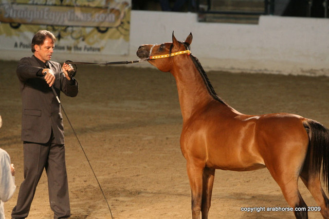 2009 Egyptian Event - Championships