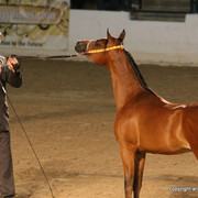 2009 Egyptian Event - Championships