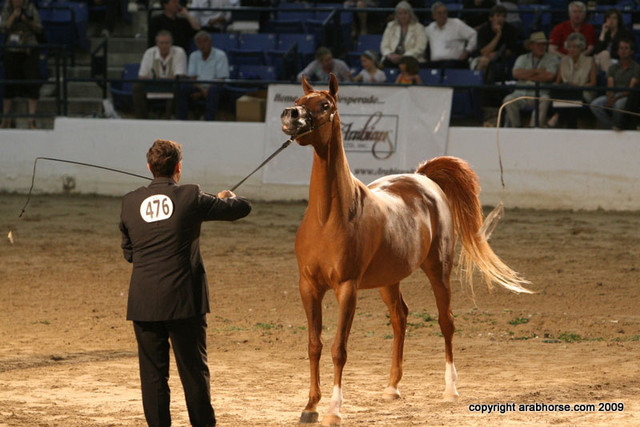 2009 Egyptian Event - Championships