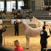 2009 Egyptian Event - Championships