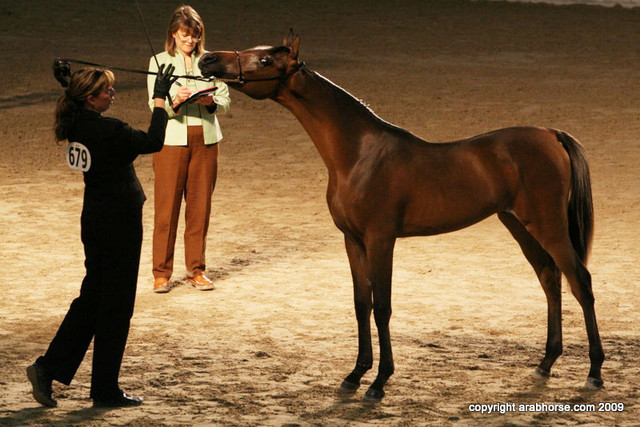 2009 Egyptian Event - Championships