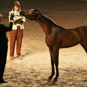 2009 Egyptian Event - Championships