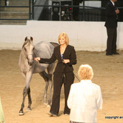 2009 Egyptian Event - Championships