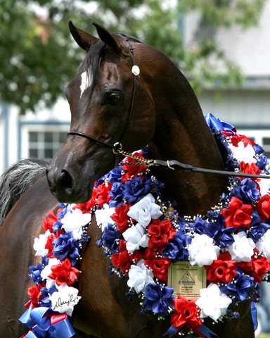 Egyptian Event - After Show(Darryl)