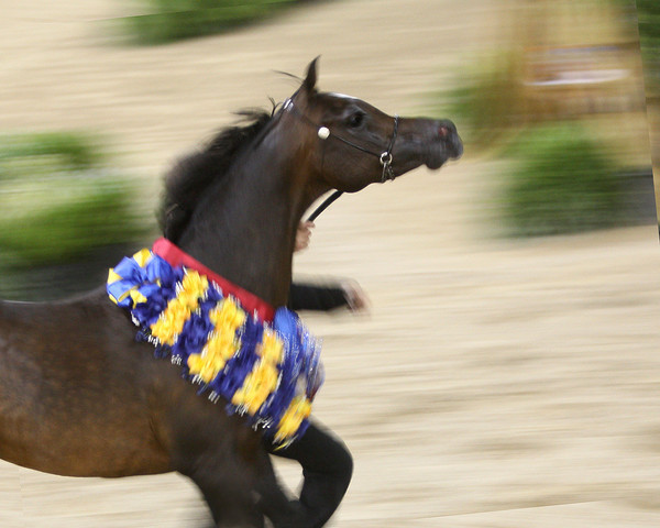 Egyptian Event - After Show(Darryl)