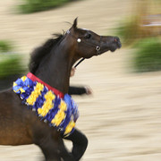 Egyptian Event - After Show(Darryl)