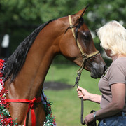 Egyptian Event - After Show(Darryl)