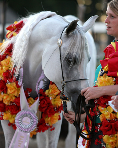 Egyptian Event - After Show(Darryl)