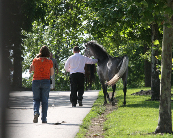 Egyptian Event - After Show(Darryl)