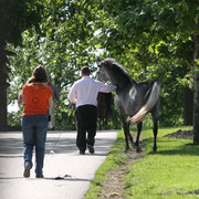 Egyptian Event - After Show(Darryl)