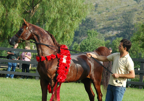 North Arabians - Open House