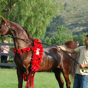 North Arabians - Open House