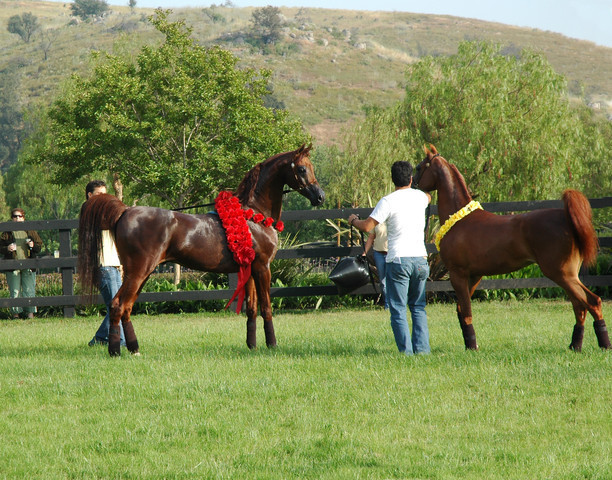 North Arabians - Open House