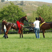 North Arabians - Open House