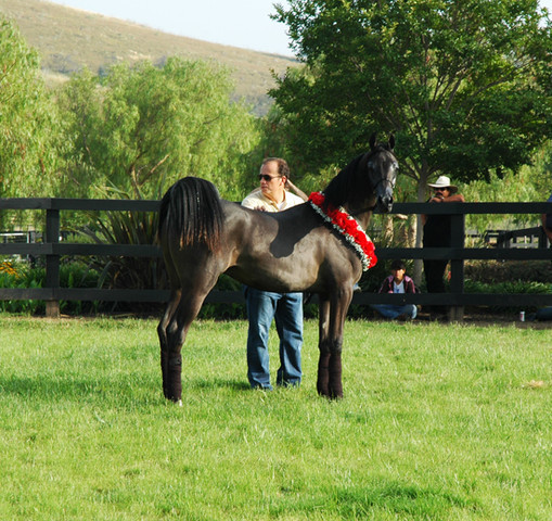 North Arabians - Open House