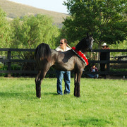 North Arabians - Open House