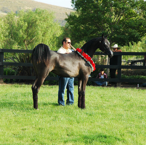 North Arabians - Open House