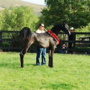 North Arabians - Open House