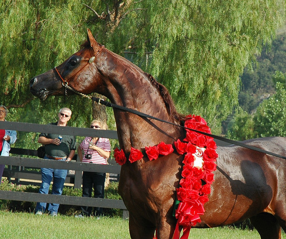 North Arabians - Open House